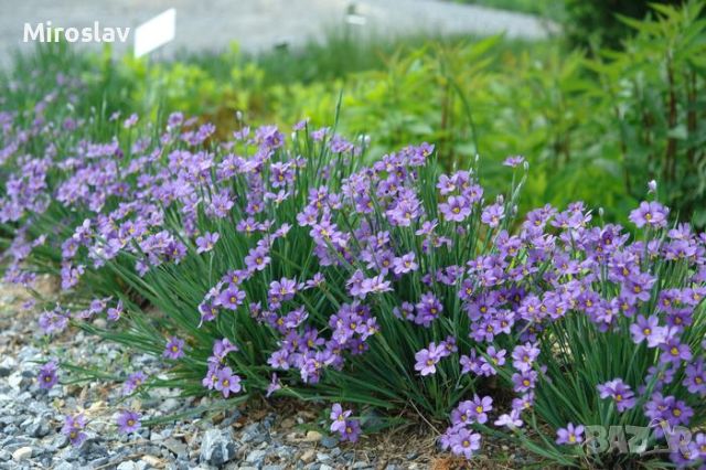 Сисиринхиум (Sisyrinchium angustifolium), снимка 3 - Градински цветя и растения - 45618883