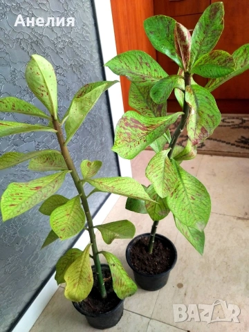 Рядко растение- Африкански млечен храст EUPHORBIA GRANTII RUBRA, снимка 6 - Стайни растения - 54219970