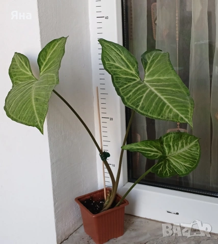 Сингониум - Пеперуда