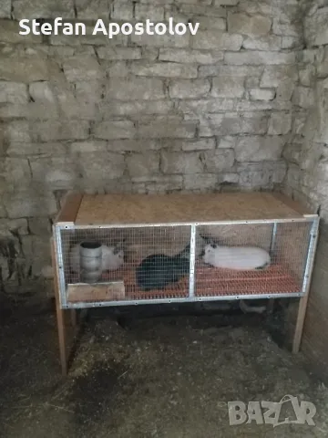  Калифорнийски зайци, снимка 15 - Други - 38133793