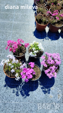 Флокс, пет различни цвята, почвопокривен, многогодишен, студоустойчив