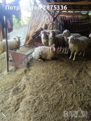 Продавам овце, снимка 1 - Овце - 45604742