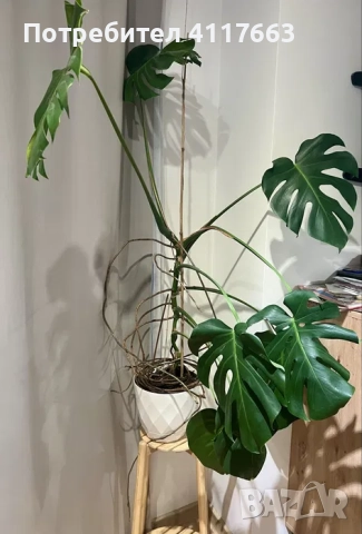 Монстера Делициоза