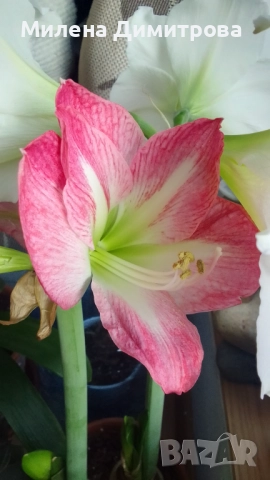 Амарилиси различни цветове , снимка 18 - Стайни растения - 52243503