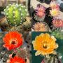 Продавам екзотични кактуси, колекционерски, редки видове - Echinocereus Nicholii, El Capitan и други, снимка 5