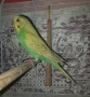 Папагали вълнисти, снимка 1