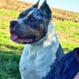 American Bully XL, снимка 13