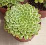 Aeonium tabuliforme f. variegata , снимка 2