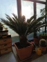 Две палми Цикас и Нолина , снимка 2