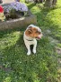 Джак ръсел, снимка 3