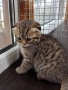 шотландски котки, снимка 3