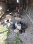Продавам селски пилета , снимка 6
