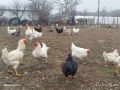 Яйца за люпене,кръстоска между 4 породи!, снимка 2