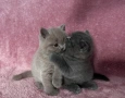 Британски късокосмести котета , снимка 2