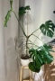 Монстера Делициоза, снимка 1