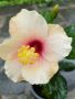 китайска роза , снимка 1 - Стайни растения - 45742605