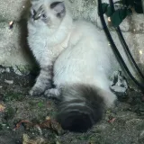 Търси се Пицар/Дюнерджия 